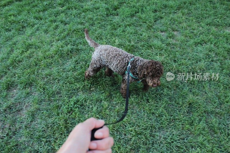 小狗母狗- Lagotto Romagnolo